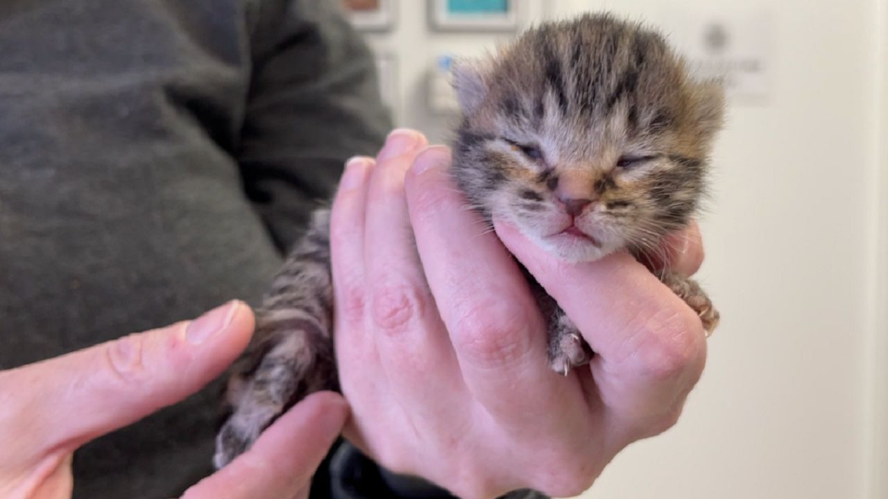 Asheville Neonatal Kitten Nursery Saving Lives