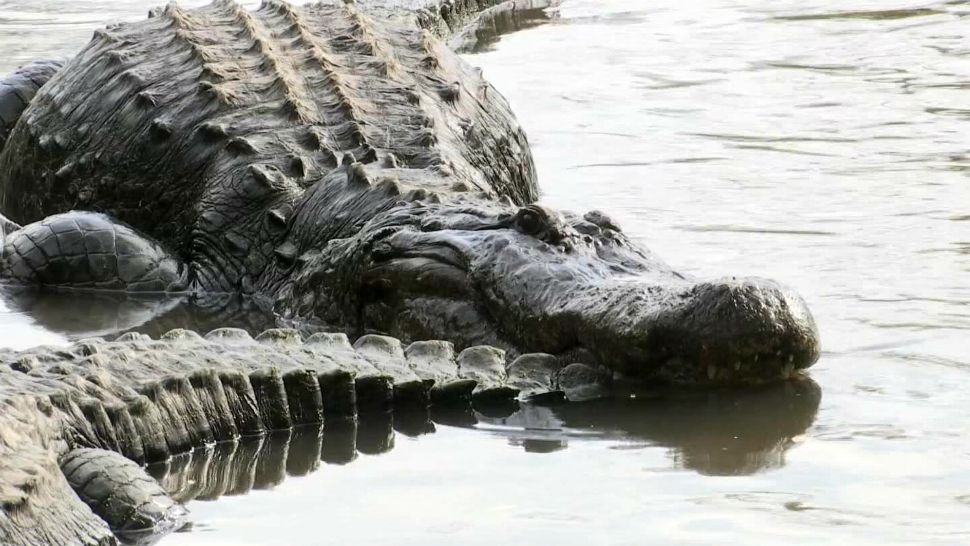Alligator at Gatorland. (File)