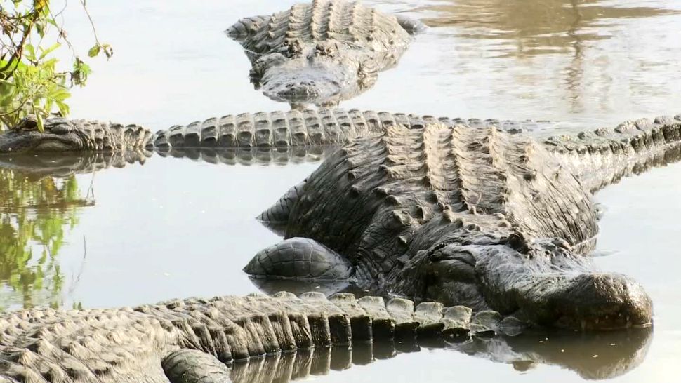 Alligators at Gatorland in Orlando. (File)