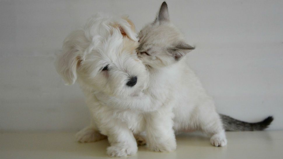 A white cat hugs a white dog. 