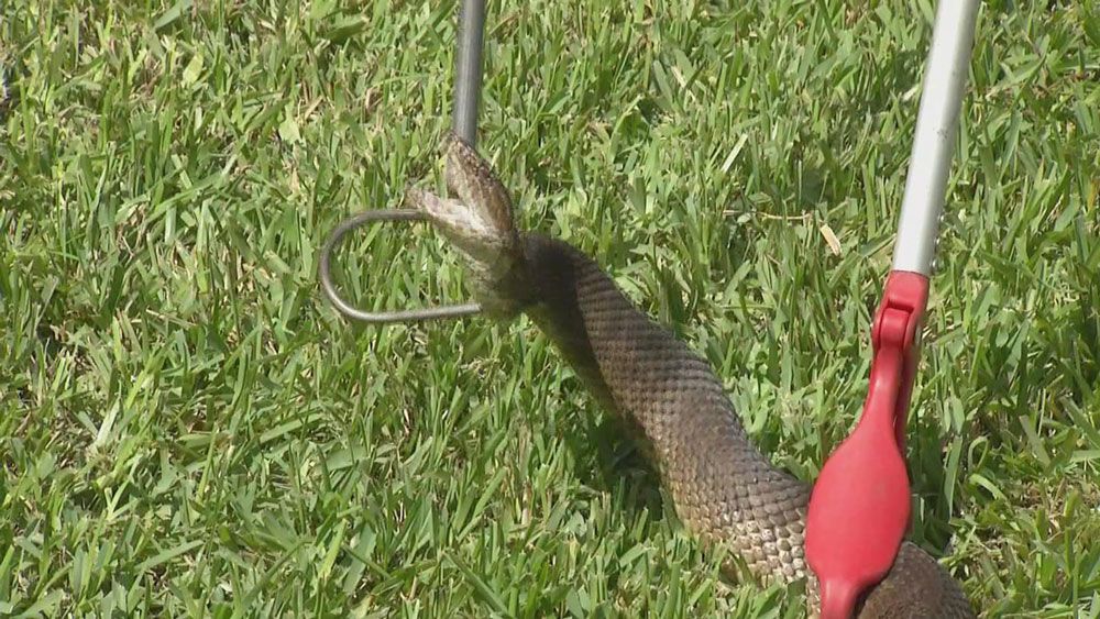 This cottonmouth snake was caught at a home in Lake Mary this week. The trapper says this time of year you may see more of the venomous reptiles.
