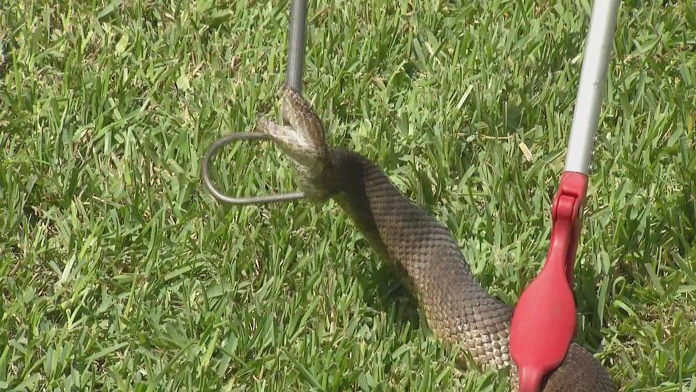 Venomous Snake Catcher, Cottonmouth - North Florida