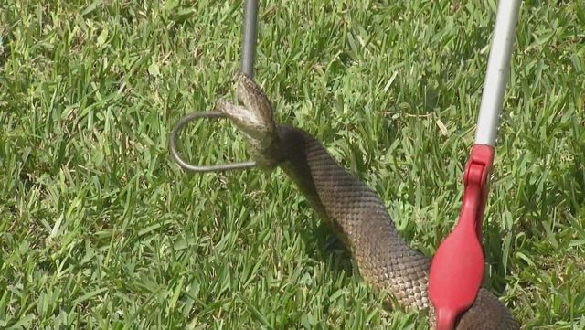 Spring brings cottonmouth snakes out in Florida