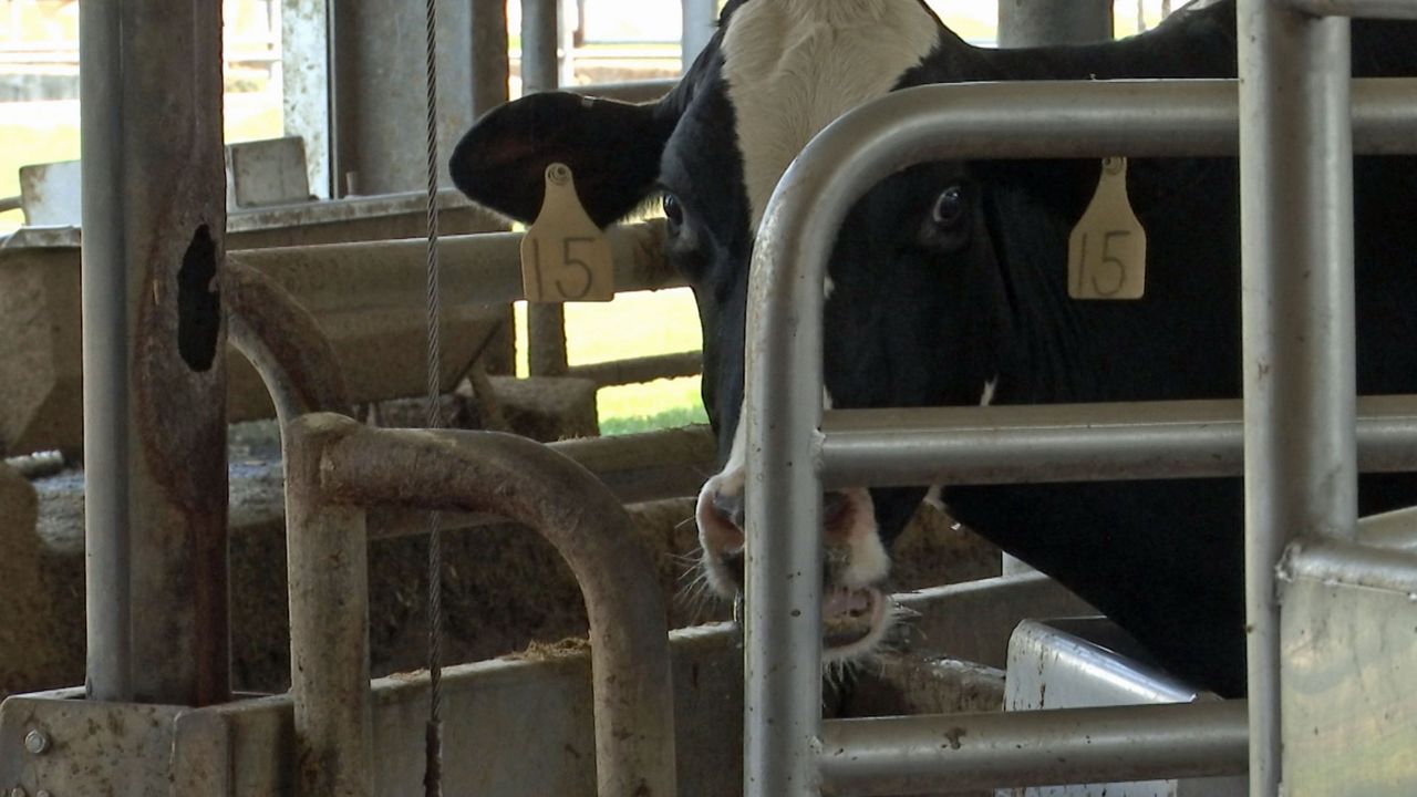 Dairy Farmers Dumping Milk Due to Pandemic