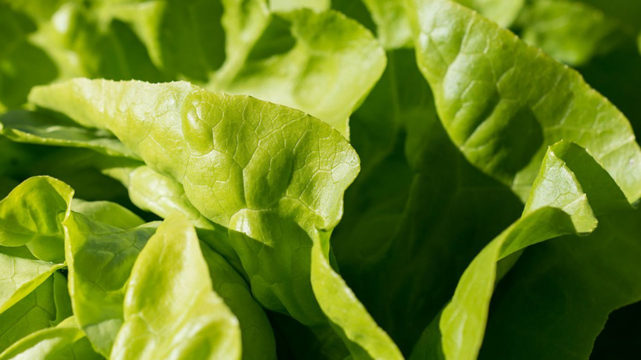 Generic file photograph of lettuce