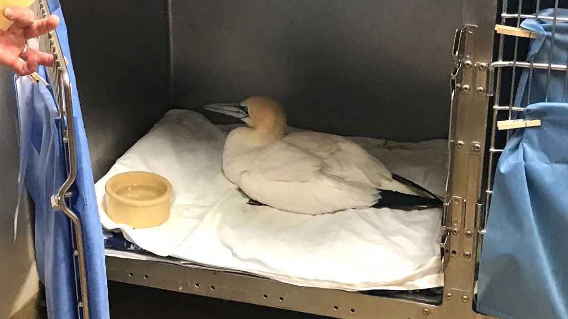 Since March 29, 68 seabirds called Northern Gannets have been brought in for care at the Florida Wildlife Hospital in Melbourne. (Greg Pallone, staff)