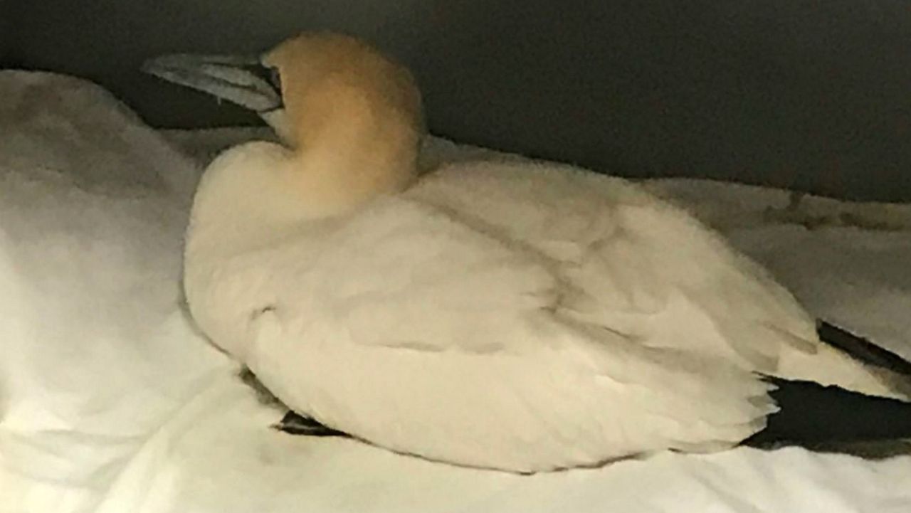 Since March 29, 68 seabirds called Northern Gannets have been brought in for care at the Florida Wildlife Hospital in Melbourne. (Greg Pallone, staff)