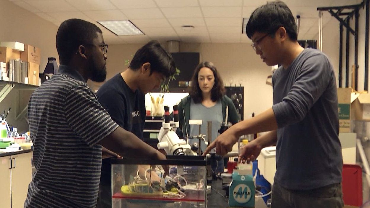 A group of students at University of Central Florida are working to develop a special sponge aimed at cleaning oil spills. (Spectrum News 13)