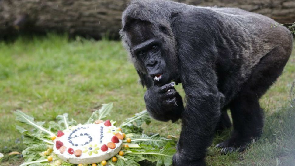 The female Gorilla Fatou eats a ‘rice-cake’ to celebrate her 61st birthday at the zoo in Berlin, Germany, Friday, April 13, 2018. According to Zoo officials Fatou is together with Gorilla Trudy at a Zoo in Little Rock at the United State the oldest living female gorilla in the world. Both Gorillas are around 61 years. (AP Photo/Markus Schreiber)