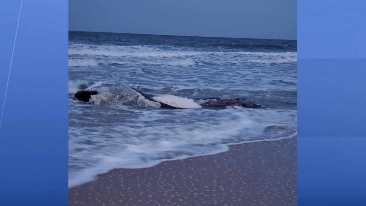 The body of a humpback whale washed ashore in Ormond Beach on the evening of Friday, April 10. (Courtesy of Volusia County Beach Safety)
