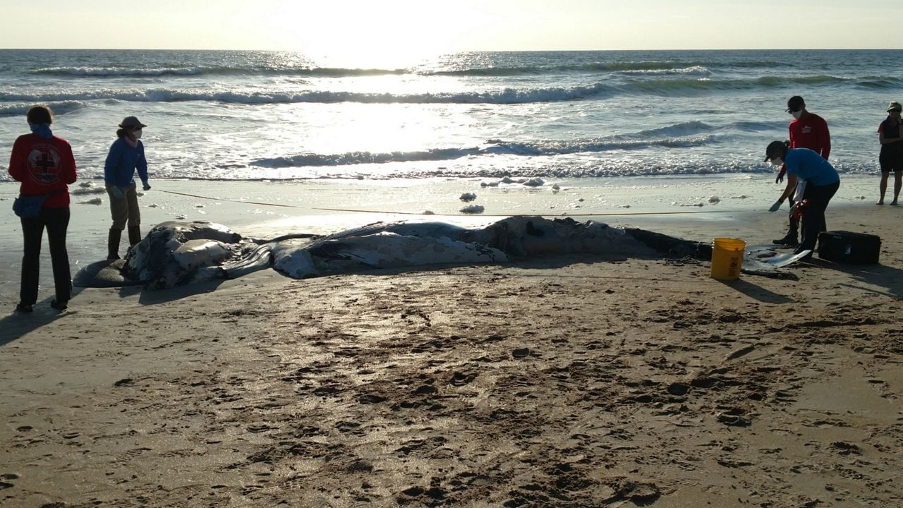 The body of a humpback whale is examined on the beach in Ormond Beach before it was hauled away. (Courtesy of Volusia County Beach Safety)