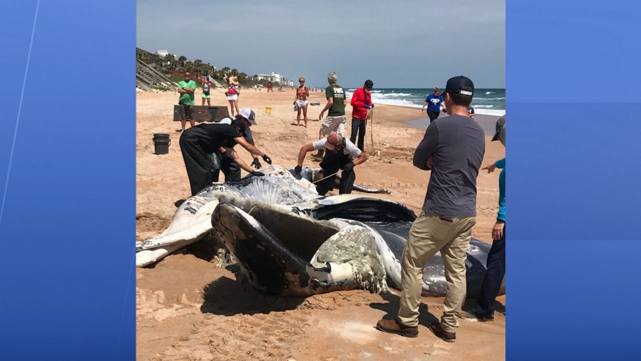 A humpback whale carcass is seen on the beach in Ormond Beach. The carcass was estimated to be more than 8,600 pounds. (Courtesy of CFB Outdoors via Volusia County)