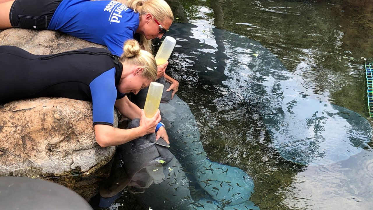 SeaWorld's Essential Workers Continue Care for Animals