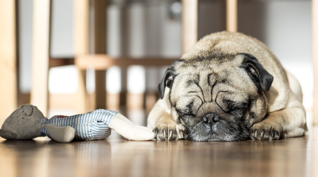 A dog sleeps on the floor next to a plush toy (Stock image)