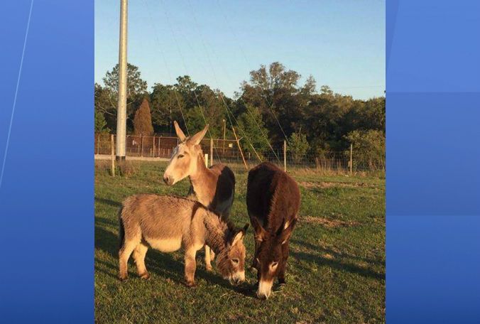 Missing donkeys Citrus County