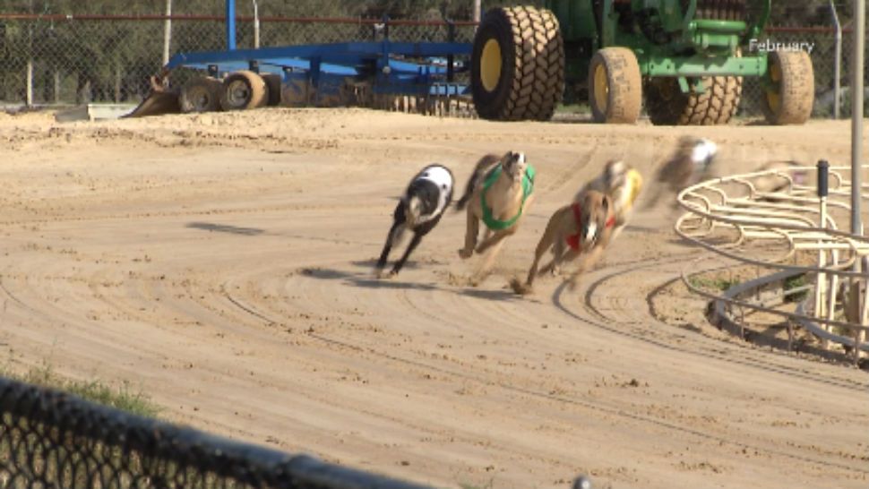 Florida voters will be able to decide whether to keep greyhound racing in the state. (Jeff Allen, staff)