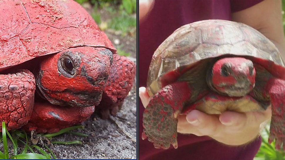 Pictures FWC looking for info on spraypainted tortoise