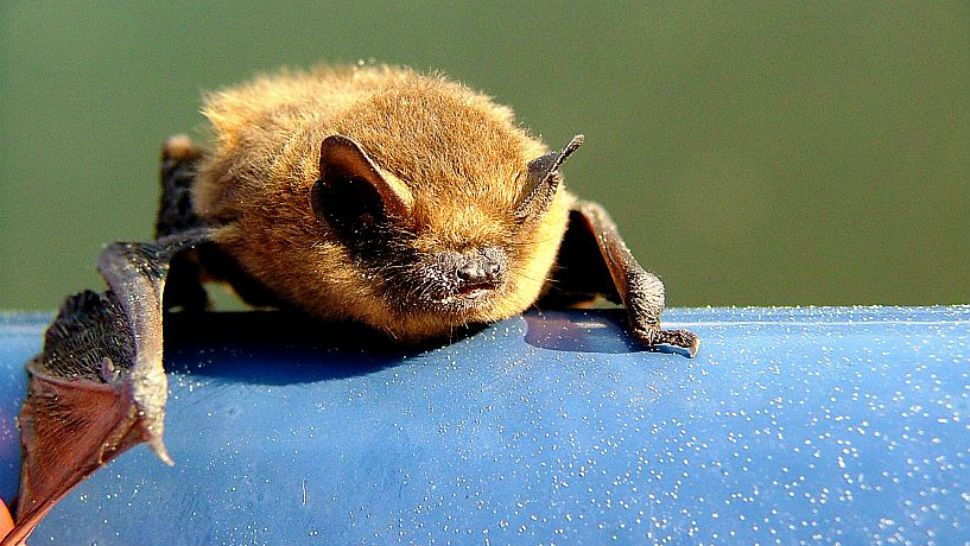 FILE- Dead bat.
