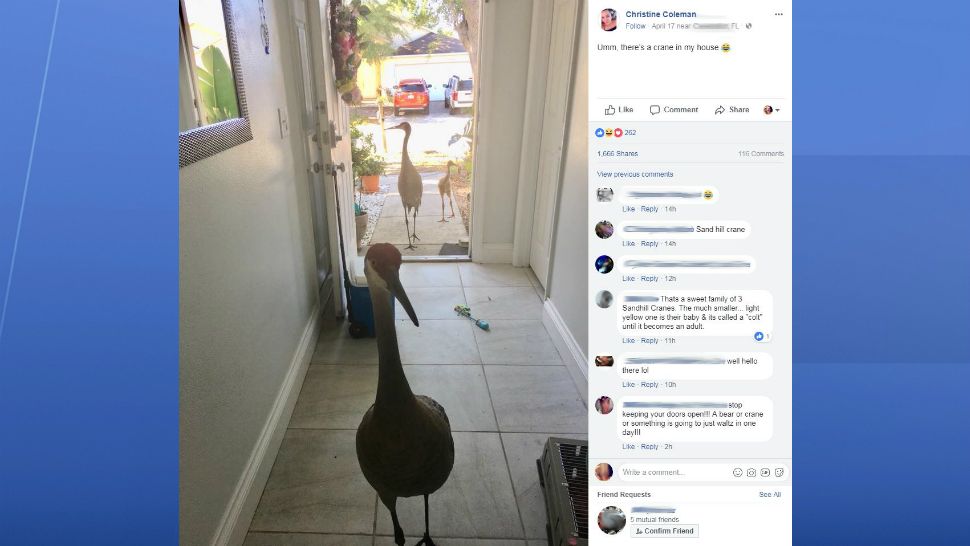 Christine Coleman shared this image on Facebook of sandhill cranes entering a home in Clermont, Fla. Sandhill cranes nest during late winter and spring. (Used with permission from Christine Coleman)