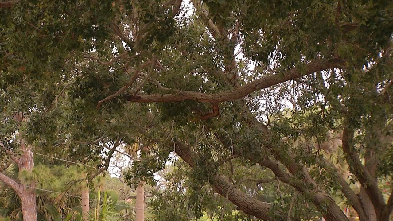 Controversy is looming over a plan to take down several century old oak trees in Melbourne to put in a bike path. (Jon Shaban/Spectrum News 13)
