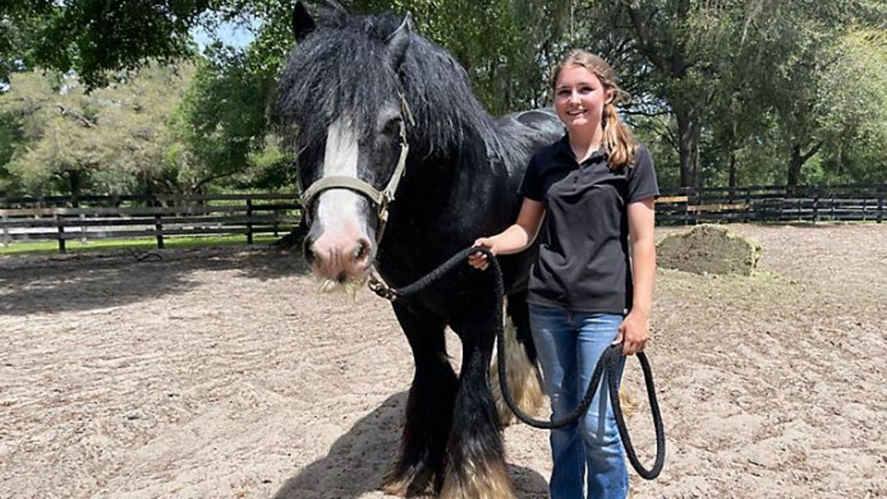 Horse breed is the draw to Gypsy Gold Horse Farm in Ocala