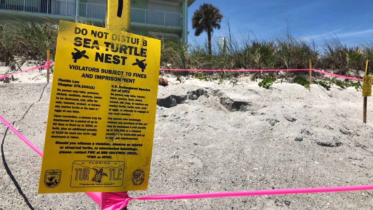 Sea Turtle Hatchlings at Brevard Zoo