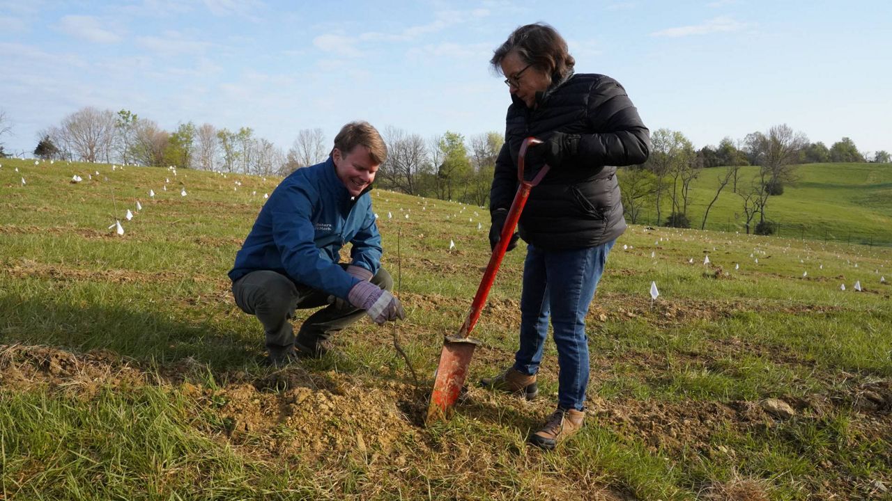 UK rings in Earth Day with massive American white oak conservation effort