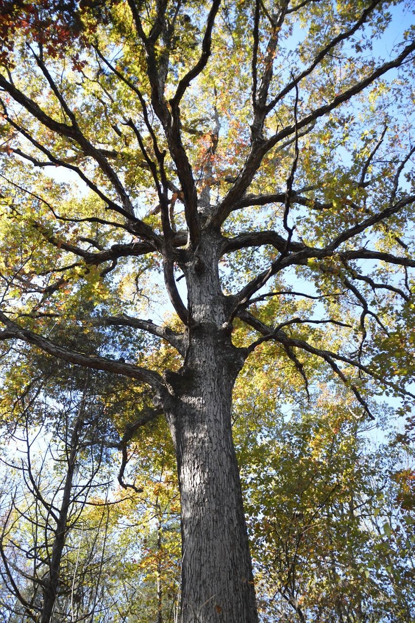 UK partners with Maker's Mark to plant white oak trees