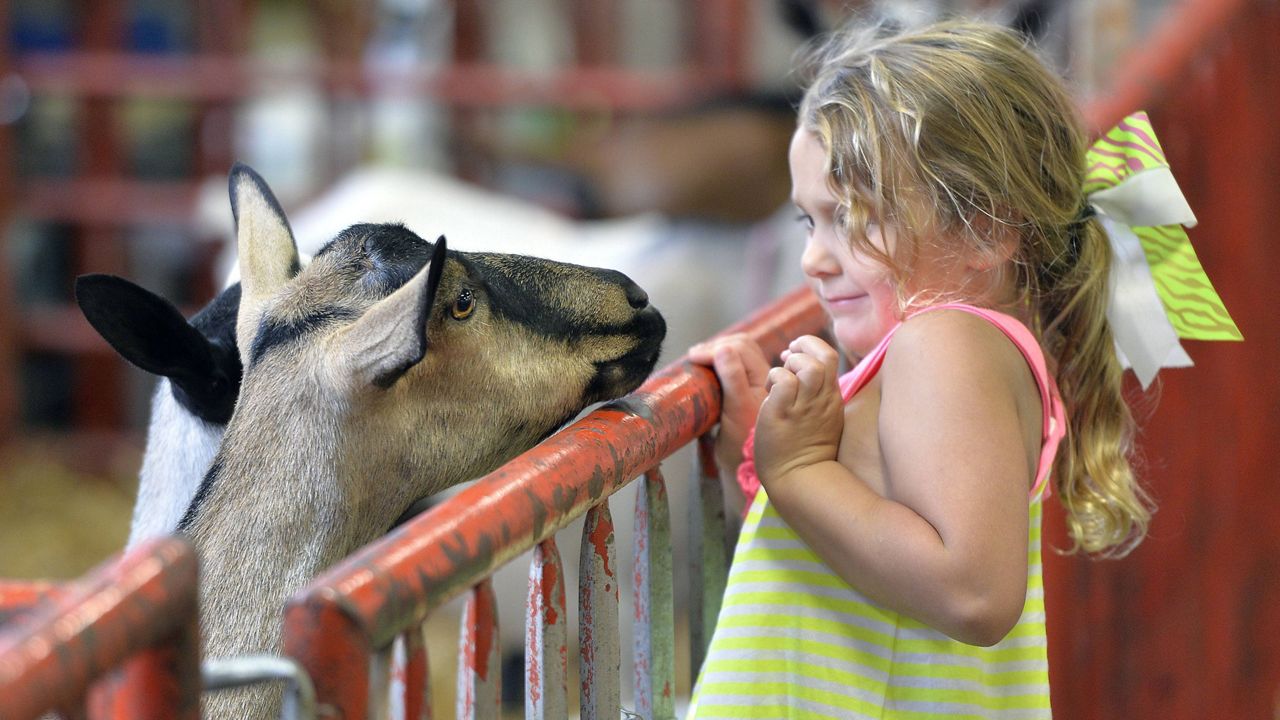livestock at the Kentucky State Fair