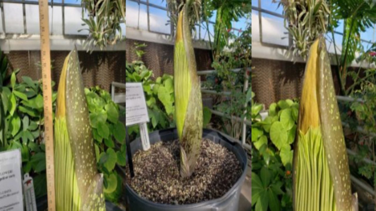 Titan Arum flower