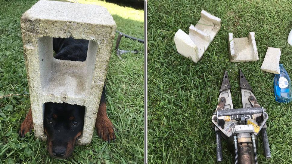 Left: Fifi the rottweiler, stuck in the cinder block. Right: The cinder block cut apart. (St. Johns County Fire Rescue)