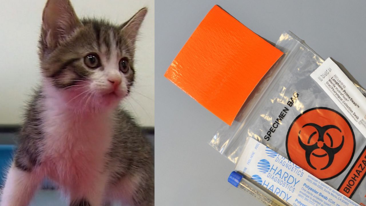 5 Things to Know About Coronavirus and Pets