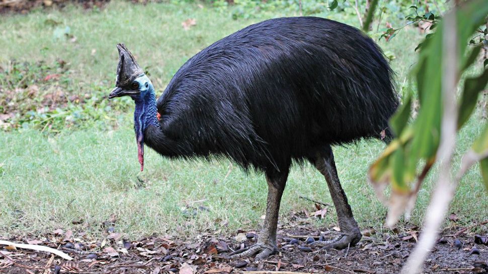 The southern cassowary is native to Australia and New Guinea. You must be licensed to own and breed them in Florida. (File image from Australia's Perth Zoo)