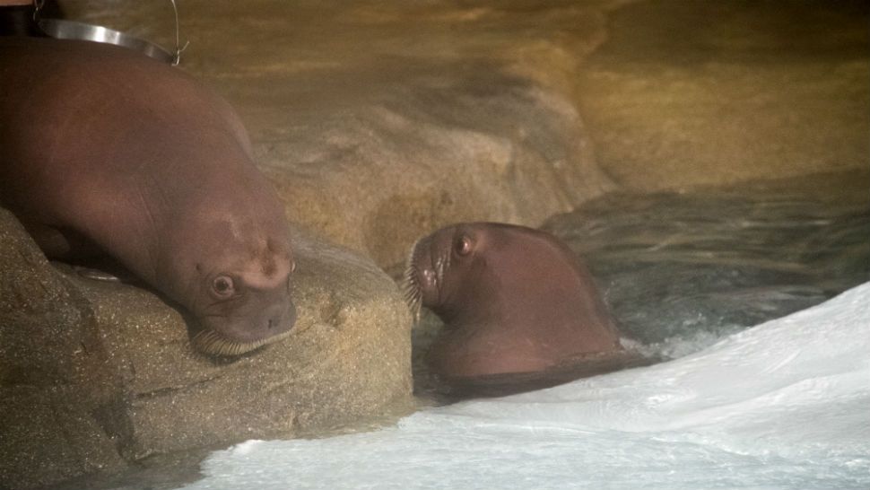 Walrus calves at SeaWorld Orlando