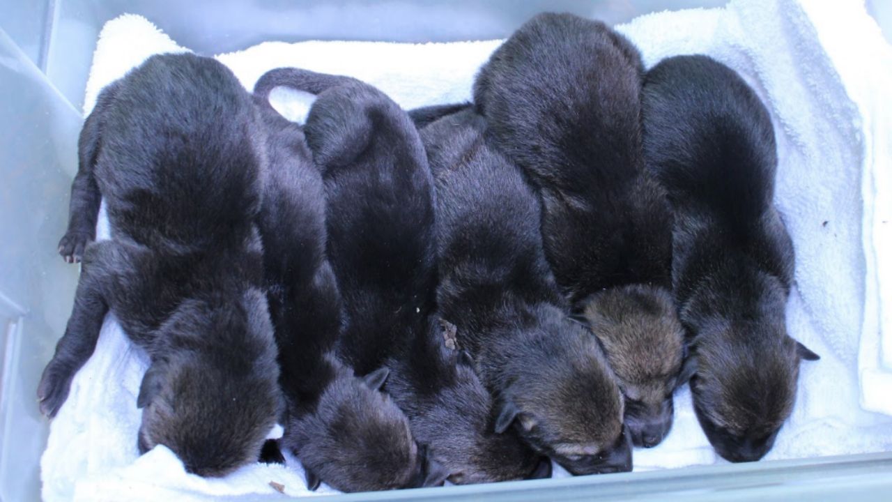 image of wolf pups