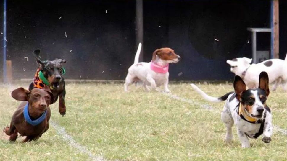 Dachshunds race for the gold. Image/Buda Lions Club, Facebook 