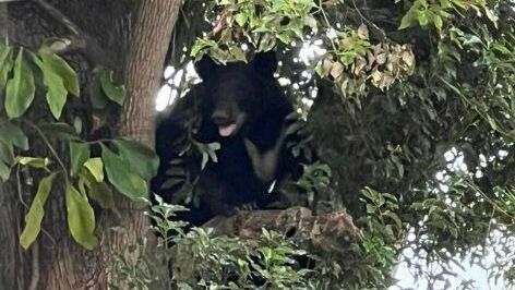 The Orlando Police Department urged residents to stay away from the area of York Street and Formosa Avenue Monday evening as wildlife officials responded to reports of a bear in the downtown area. (Photo courtesy of the Orlando Police Department)