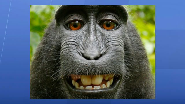 Monkey selfie photo