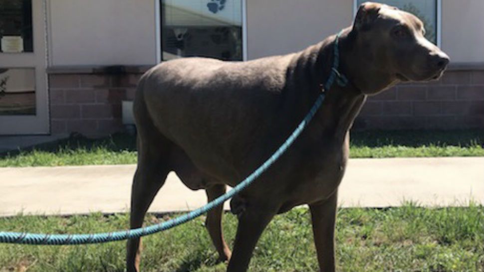 Papa the dog on a leash. (Photo Courtesy: Animal Care Services)