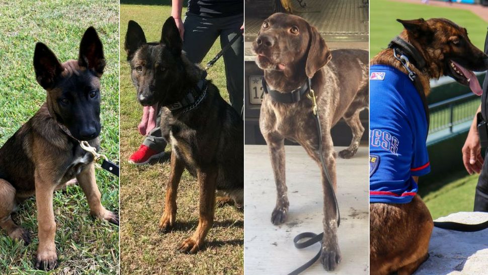 Pictured, from left, UT Police's new Baylor, APD's new unnamed German short-hair boy, WilCo's unnamed half-Shepherd, half-Malinois, and RRPD's Vada. 