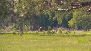 A developer has submitted plans that could mean more than a thousand new homes in a rural area in eastern Seminole County. (Jeff Allen, staff)