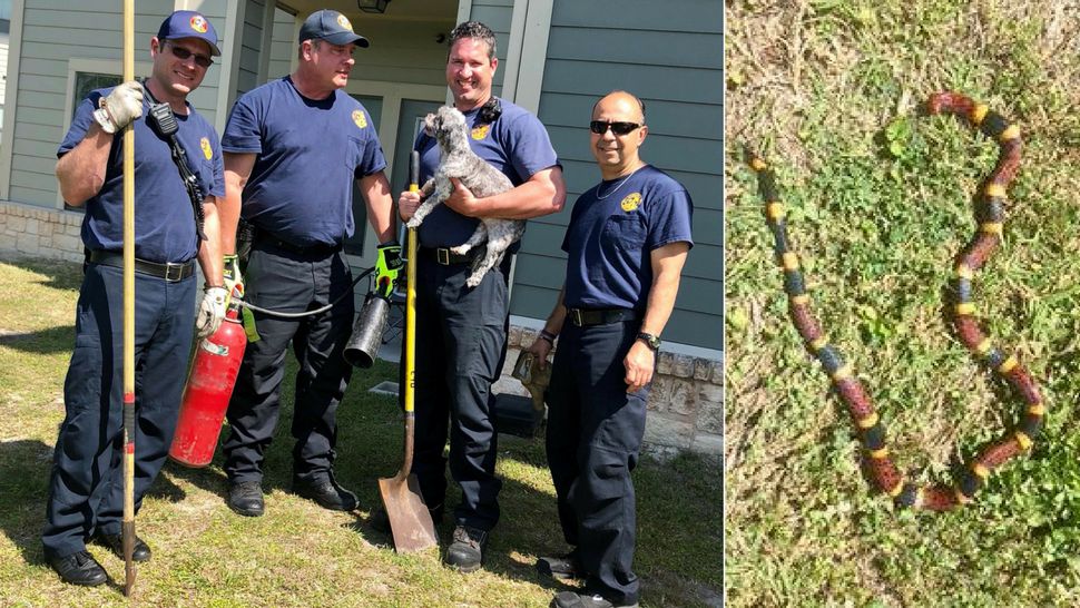 Pictured, from left, Fire Specialist Matthew McCandless, Firefighter Stuart Crane, Lieutenant Stephen Martinez with Panda, and Firefighter Jorge Gonzalez. (Courtesy/Austin Fire Dept.). Far right, Coral snakes in the grass.