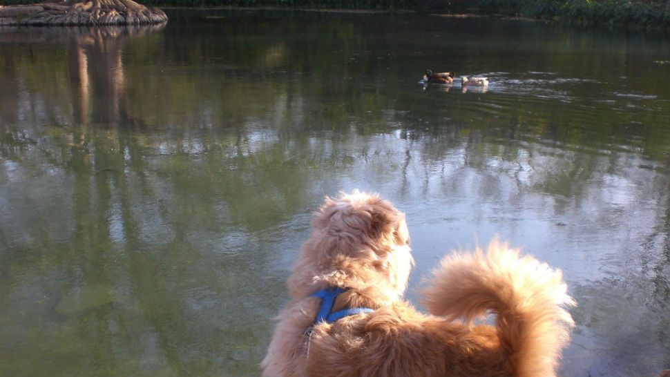 Dog looks at ducks on San Marcos River. Courtesy/Chris Doelle, Flickr
