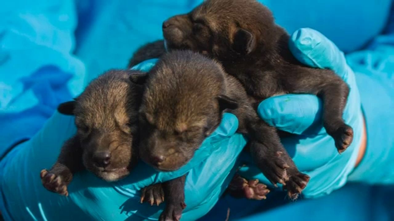 newborn gray wolf pups
