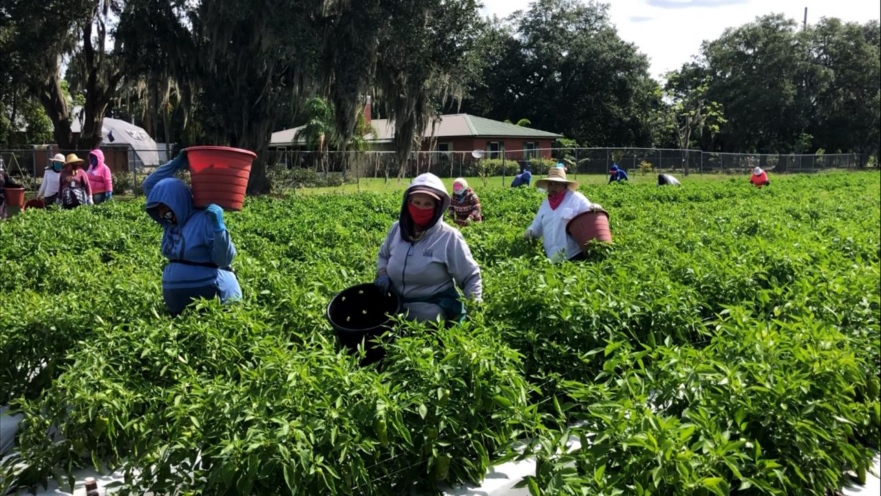 Field workers are considered essential workers, but many of them don't have protective gear to prevent the spread of the coronavirus. (Jesse Canales/Spectrum News 13)