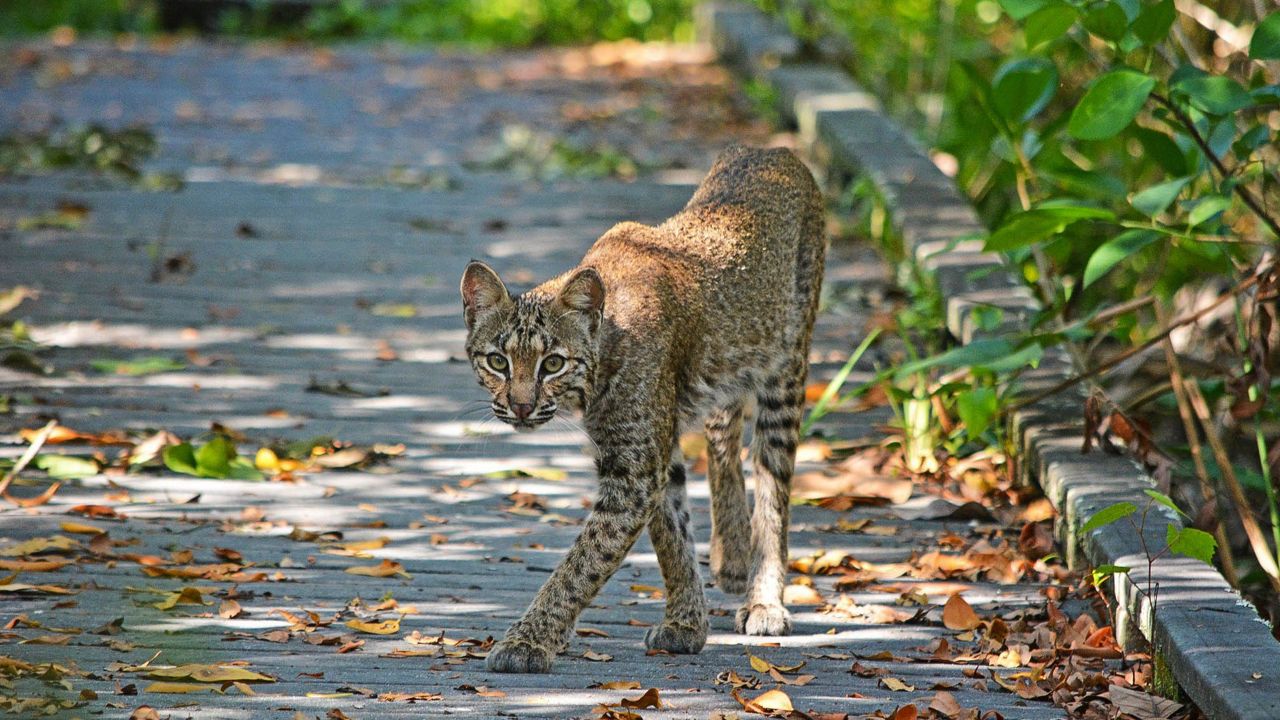 Bobcat in Central Florida. (Courtesy of the Florida Fish and Wildlife Conservation Commission)