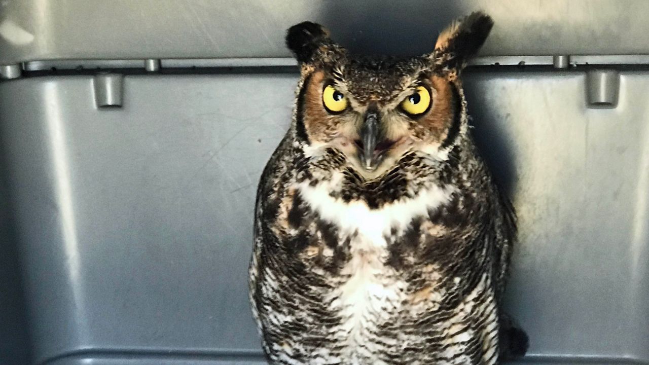 Owl Released Back Into Wild After Broken Leg Rehabbed