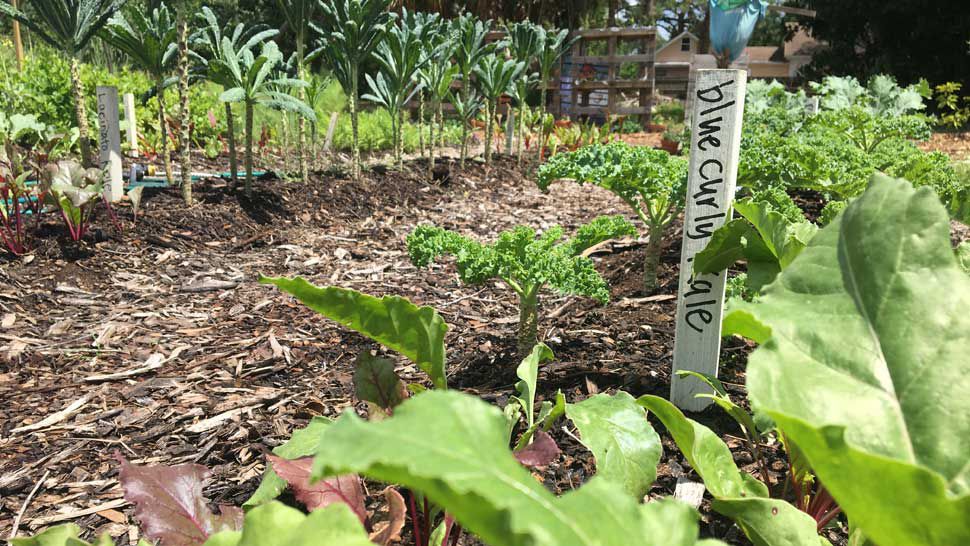 Pinellas Park Sustainable Farm Supporting Area Food Pantry