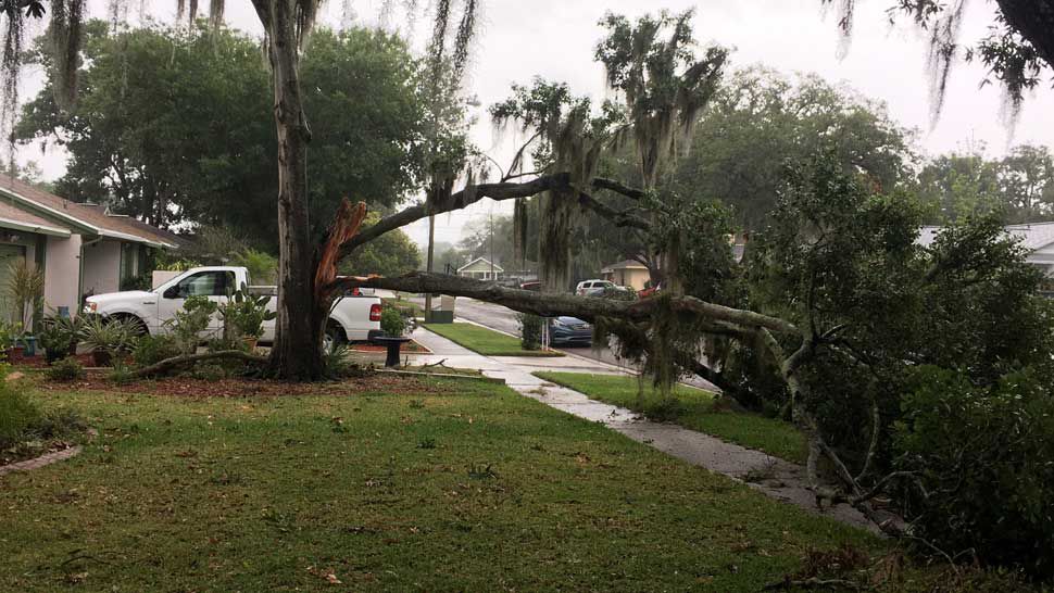 One of April's cold fronts managed to produce some severe weather mid-month where there were several reports of trees down, including this one in Brandon. (Courtesy of Lauren Suarez, viewer)