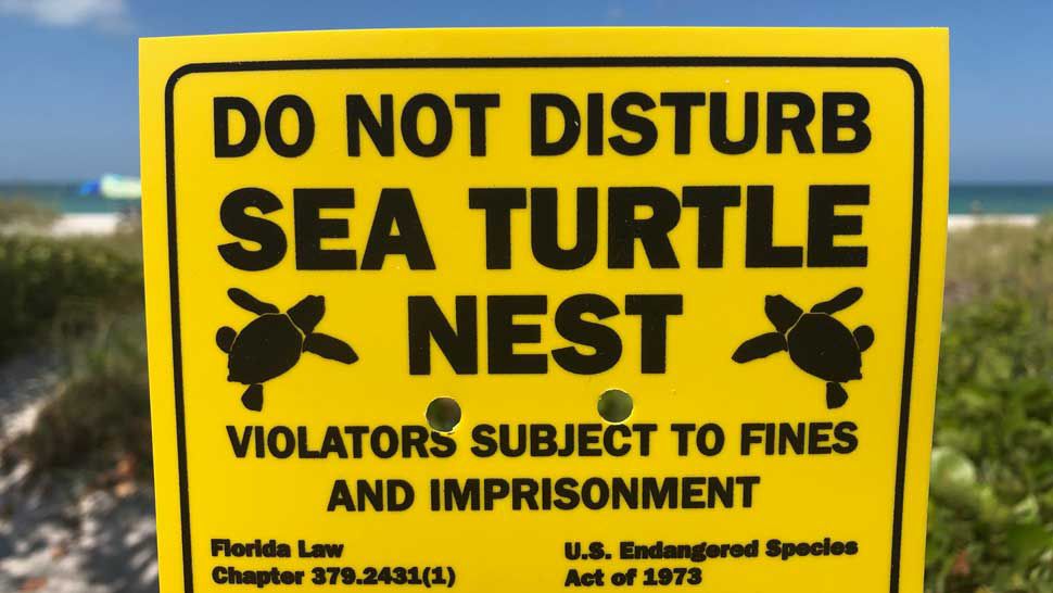 Turtle Nesting Season Underway What You Need to Know